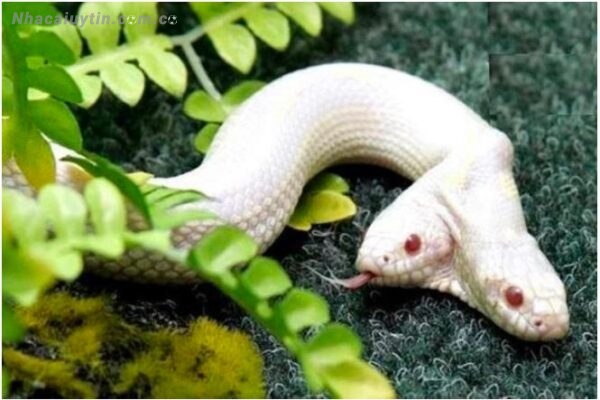 Chiêm bao thấy bắt được rắn hai đầu