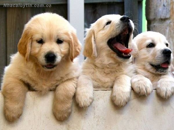 Thấy chó vào nhà và sủa là điều không may mắn