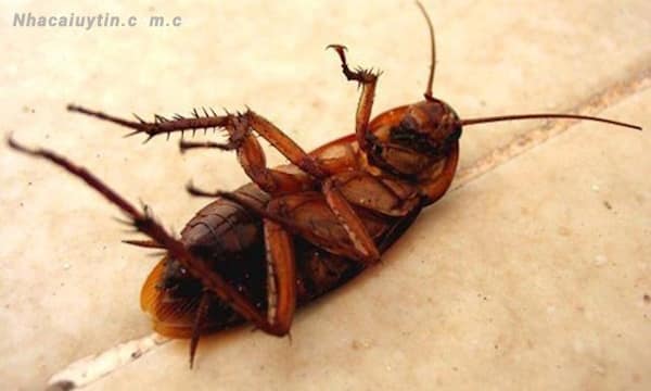 Gián vào nhà là đại diện cho những thứ không được may mắn
